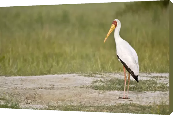 Yellow-billed Stork - Standing on bare ground - Okavango Delta - Botswana