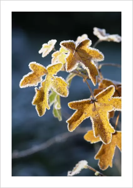 Frost on Sycamore leaves