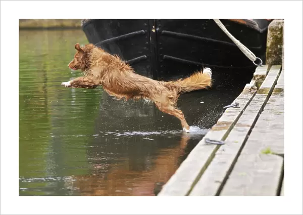Nova Scotia Duck Tolling Retriever - jumping into lake