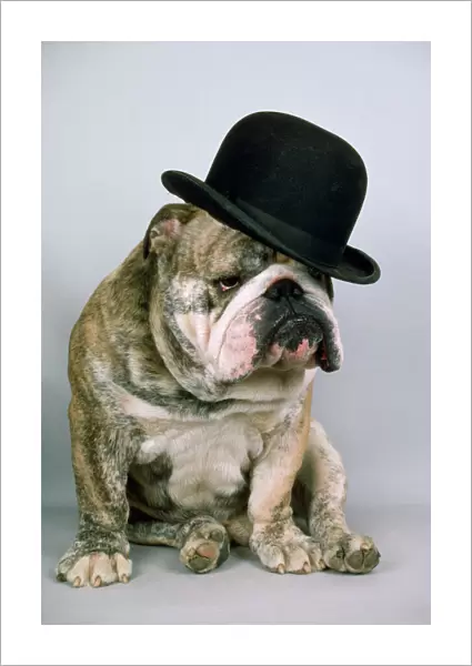 Bulldog - wearing bowler hat