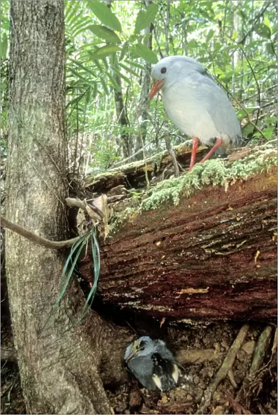 Kagu (Rhynochetos jubatus) parents leaving chick part-hidden while they forage, New Caledonia, endemic to rainforests of New Caledonia JPF50388
