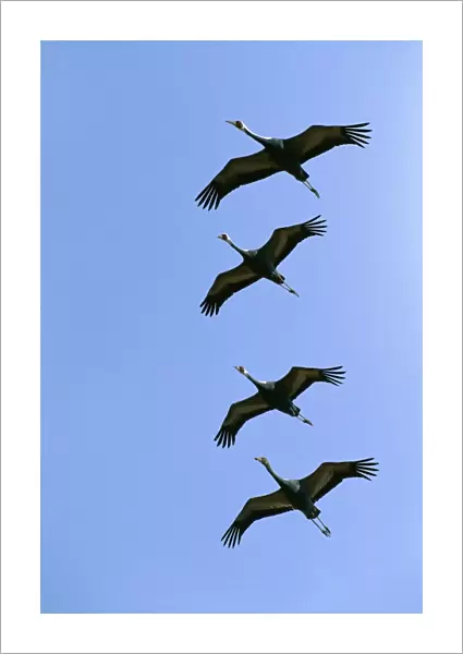 White-naped Crane - Four birds in flight and formation - Arasaki swamps - Kagoshima Prefecture - Kyushu - Japan - central Asia to Japan JPF39809