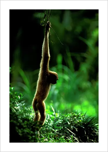 Agile Gibbon - Hanging from branches -Sabah - Borneo, Malaysia JPF52709