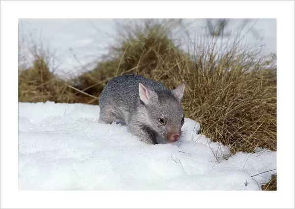 Common Wombat - Juvenile in snow, Kosciuszko National Park, New South Wales, Australia, Patchy distribution in south-eastern mainland Australia and widespread in Tasmania JPF01023
