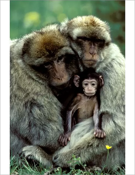 Barbary Ape  /  Macaque - Males with young, Morocco JPF03570