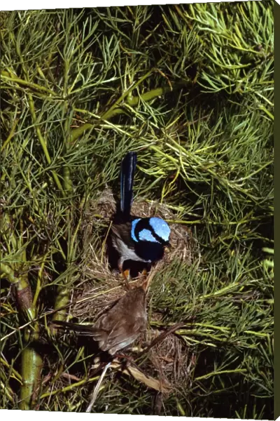 Superb Fairy Wren - Male & female at nest with chicks, New South Wales -South eastern Australia JPF07908