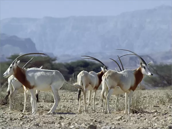 Scimitar-horned Oryx - Northern Africa JPF16510