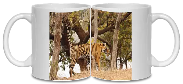 Royal Bengal Tiger - spray-marking tree Ranthambhor National Park, India