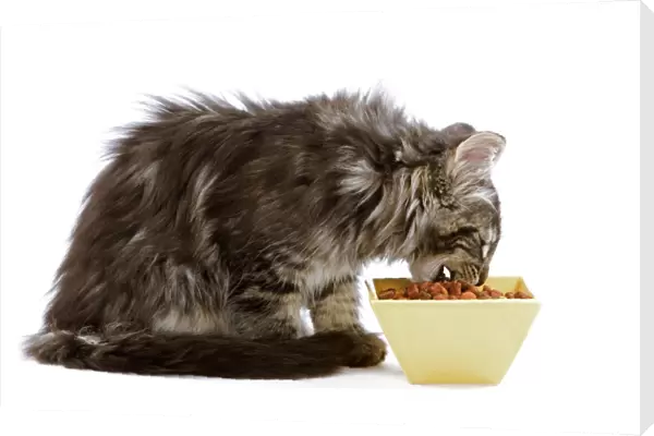 Cat - Norwegian forest kitten eating dried catfood from a bowl