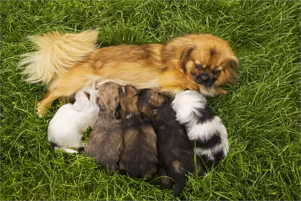 Tibetan Spaniel - with five puppies suckling