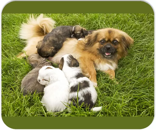 Tibetan Spaniel - with five puppies