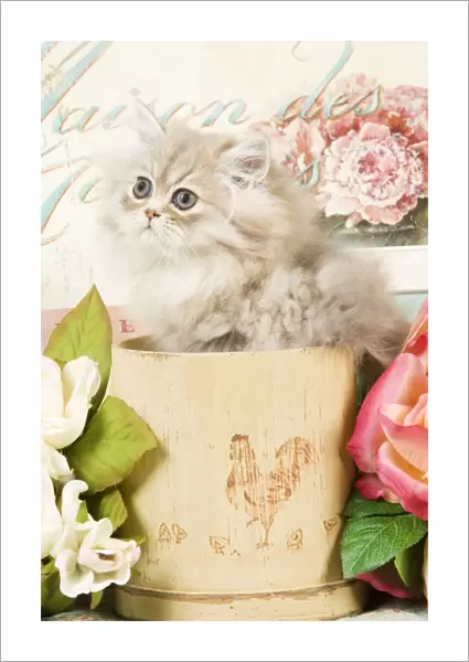 Cat - Persian kitten in pot