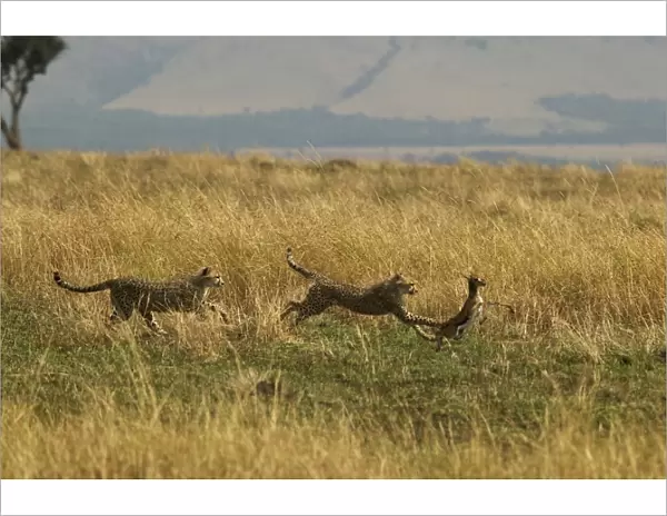 Cheetahs Two chasing prey TransMara, Maasai Mara, Kenya, Africa