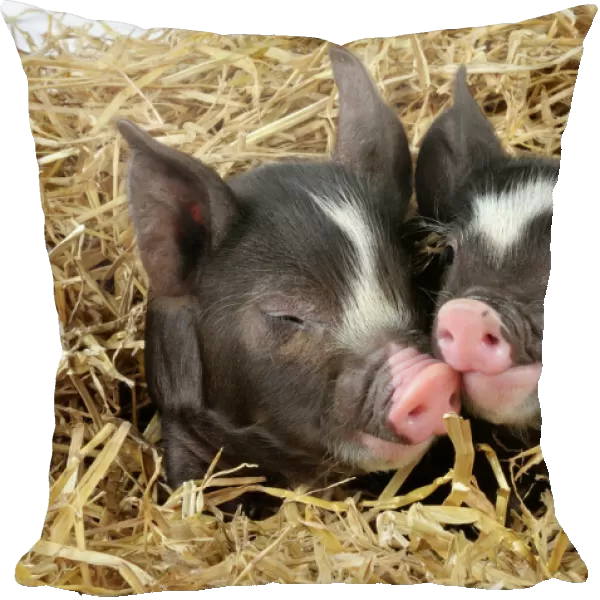 Pig - Berkshire piglet in straw