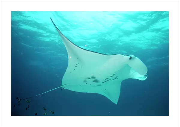 Manta Ray Great Barrier Reef, Indo Pacific