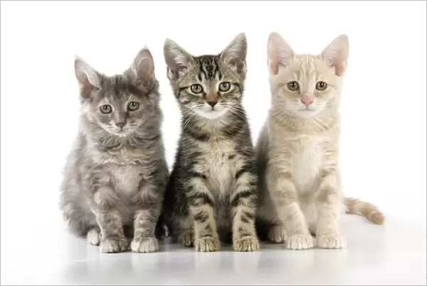 CAT. three kittens