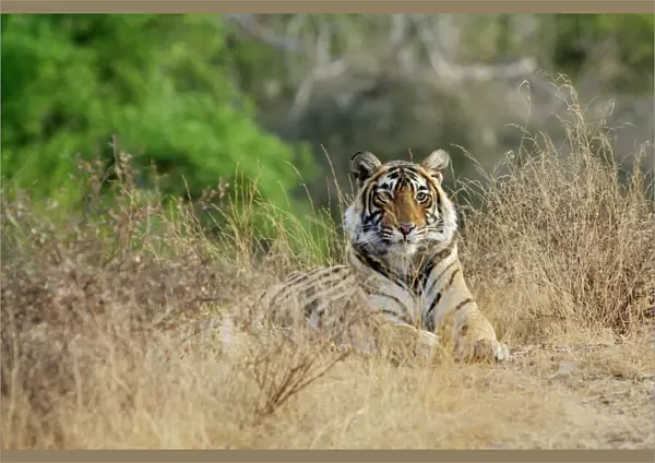 Bengal tiger - Lying down - Ranthambhore