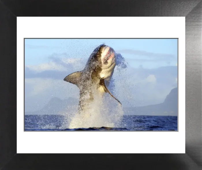 Framed Print : Great White Shark Print - Breaching Seal Island, False Bay