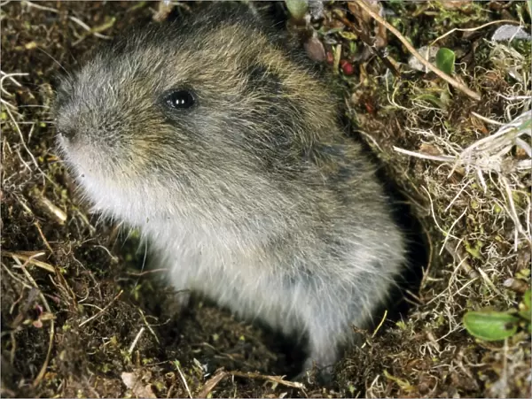 Siberian Lemming - young pops out at the entrance of its burrow to check for danger. This particular individual has greyish colour, with less visible stripe on its back (light colour variations are normal for Siberian Lemmings)