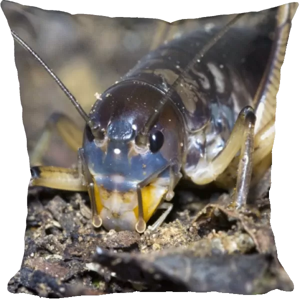 King Cricket - male. Spend day in underground burrows emerging at night to feed on small animals and plant material. Grahamstown - Eastern Cape - South Africa. Fam: Anostostomatidae (can also beMimnermidae)