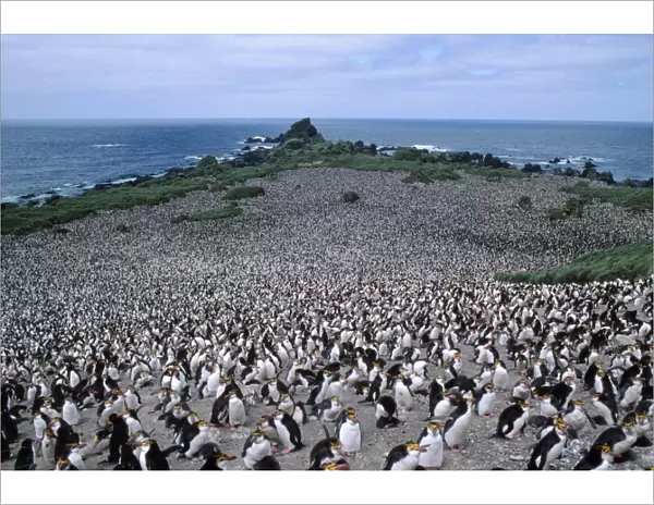 Royal Penguin - colony, showing habitat Hurd point, Macquarie Island