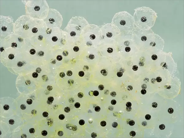 Frogspawn – fresh - common frog – 0. 5 x at 35mm – green background Bedfordshire UK 003550