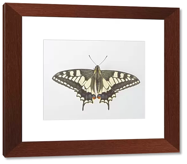 Swallowtail - on white background 005473