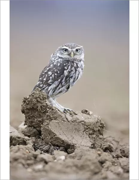 Little Owl - in ploughed field - UK 006982