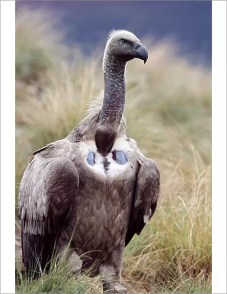 Cape Vulture CAN 1723 South Africa Gyps coprotheres © John Cancalosi  /  ARDEA LONDON