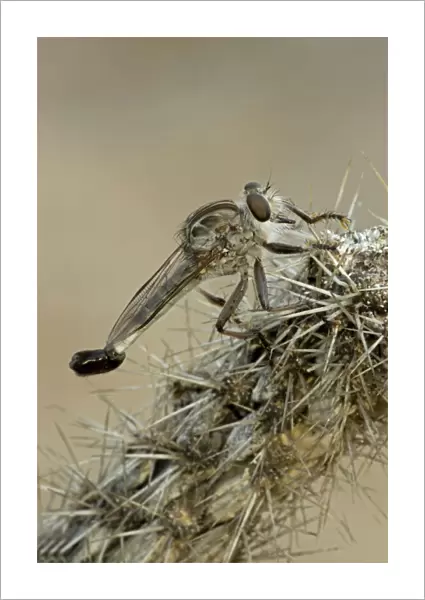 Robber Fly - Family Asilidae - Arizona USA - a widely distributed group of predatory flies which largely inhabit semi-arid and arid regions of the world