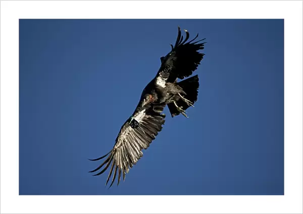California Condor - Immature male in flight showing tags - Utah - USA