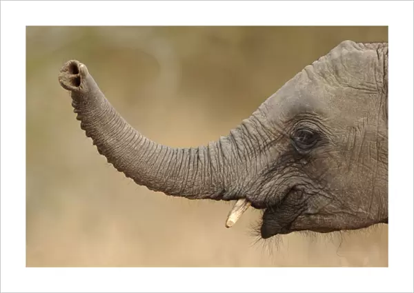 African Elephant - lifting up trunk - Kruger National Park - South Africa