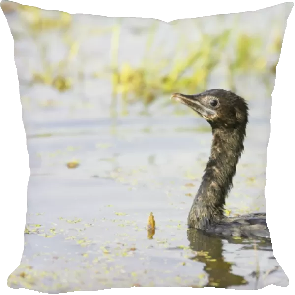 Little Cormorant - swimming - Keoladeo Ghana National Park - Bharatpur - Rajasthan - India BI018137