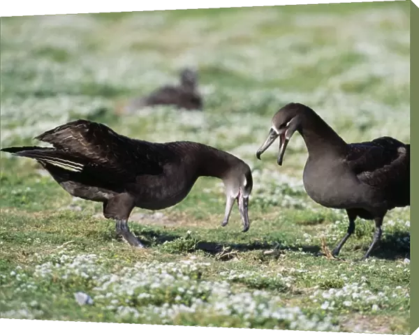 Black-footed Albatross - courtship display