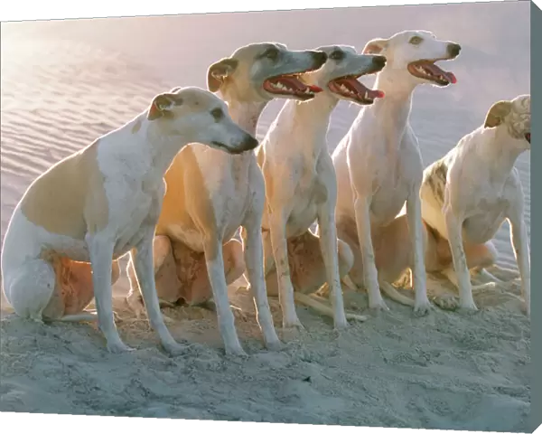 Dogs CRH 714 Portrait of a group of Whippets on dune © Chris Harvey  /  ARDEA LONDON