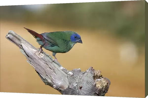 Tri-coloured  /  Blue-faced  /  Blue-headed Parrot Finch