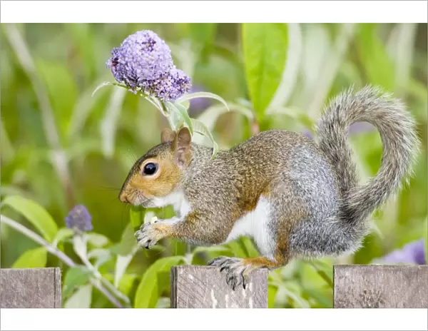 Grey Squirrel on wooden fence with Buddleia behind Norfolk UK