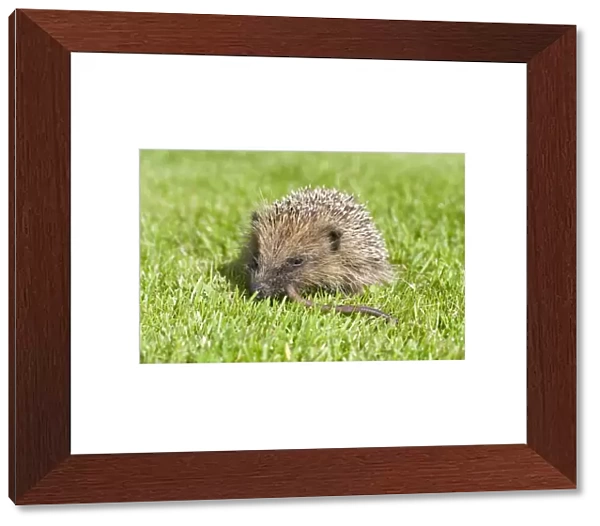 Hedgehog - juvenile eating earthworm on lawn - Norfolk England