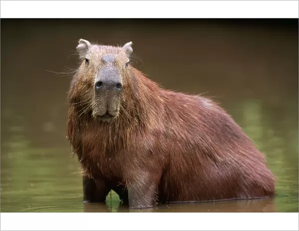 Capybara FG 9571 Adult male cooling down, South America Venezuela Hydrochaeris Hydrochaeris © Francois Gohier  /  ARDEA LONDON