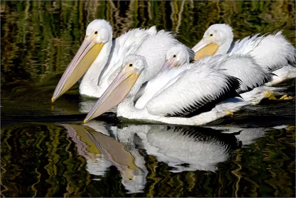 American White Pelican - nonbreeding plumage - group on water