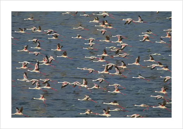 Lesser Flamingo and Greater Flamingo (Phoenicopterus ruber) in flight over Lake Bogoria, Rift Valley, Kenya, Africa JFL05842