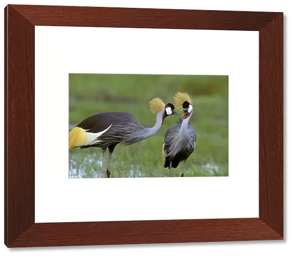 Grey-crowned Crane - pair - Amboseli National Park - Kenya JFL16875