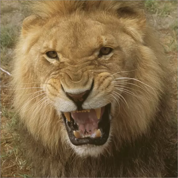 Lion WAT 6065 Panthera leo © M. Watson  /  ARDEA LONDON