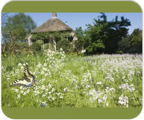 Swallowtail Butterfly - In field of flowers in front of a farmhouse - The Netherlands - Overijssel - Koekange