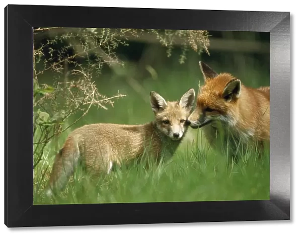 Red Fox - & cub