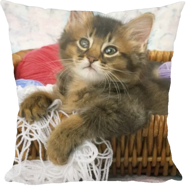 Somali Cat - kitten in basket of wool