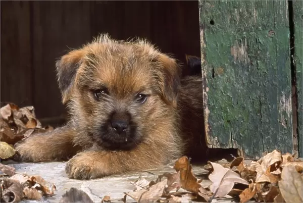 Norfolk Terrier Dog - puppy by barn door