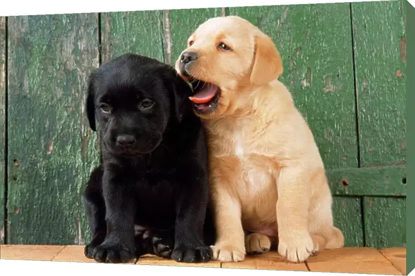 Black & Yellow Labrador Dog - puppies bt barn door