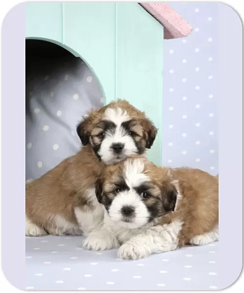 Teddy Bear Dog - puppies (8 weeks old) in dog kennel