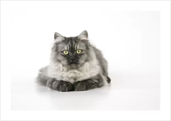 Chincilla X Persian dark silver smoke Cat